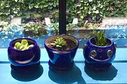 Set Cobalt Blue Planters